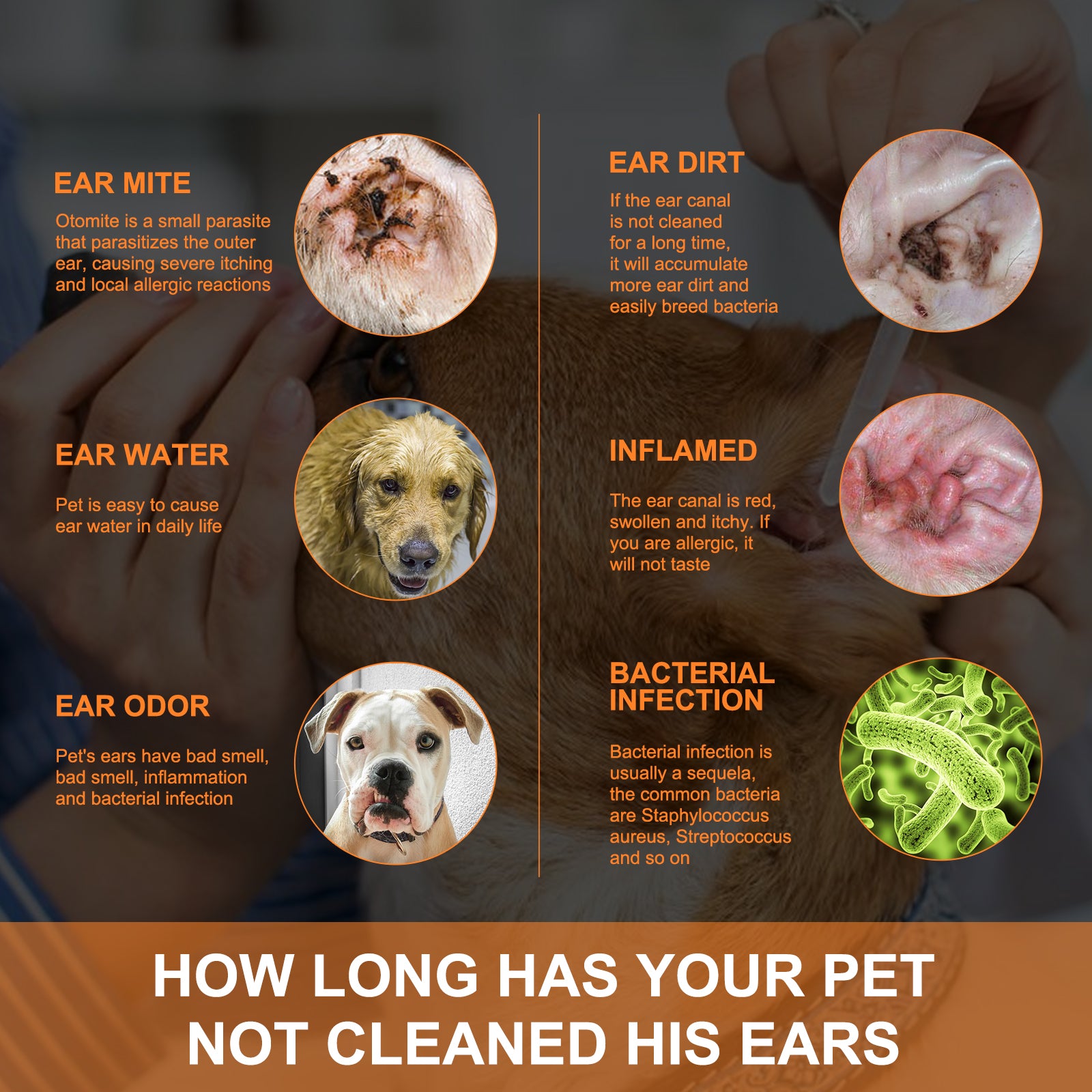 Pet ear cleaner drops usage steps